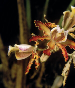 Fotos-Jorge-Carlos-Horiz-17