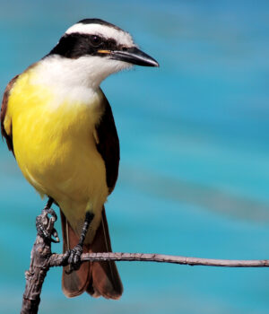 Fotos-Jorge-Carlos-Horiz-18