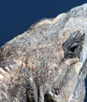 Fotos-Jorge-Carlos-Horiz-20