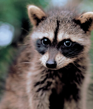 Fotos-Jorge-Carlos-Horiz-22