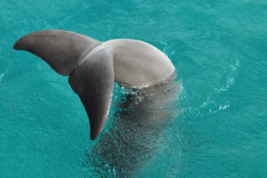 Fotos-Jorge-Carlos-Horiz-7